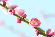 四季花香的福工商